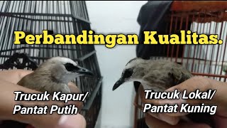 Perbedaan Kualitas Trucuk Kapur pantat putih dan trucuk Lokal Pantat Kuning