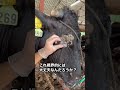 【牛のイボ】治療10日目
