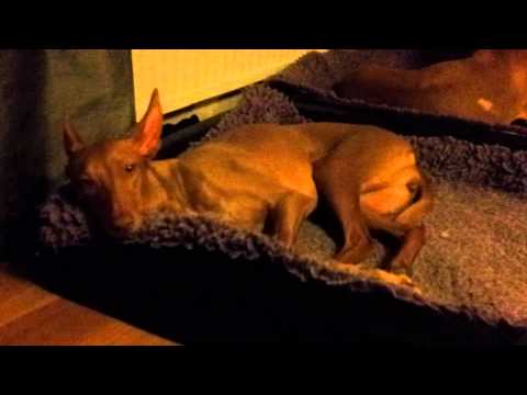 Video: Hundaddisonsjukdomssymtom - Addisonsjukdom Hos Hundar