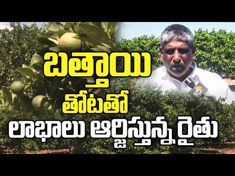 Farmer Earns Profits with Mosambi Orchard | బత్తాయి తోటతో లాభాలు ఆర్జిస్తున్న రైతు | Matti Manishi - 10TVNEWSTELUGU