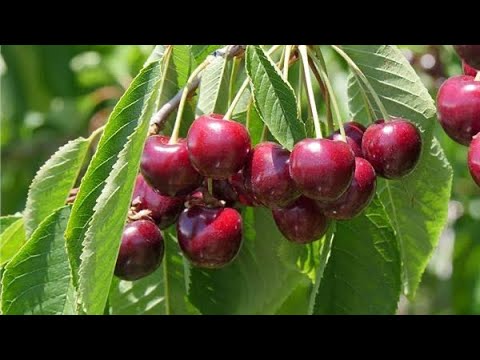 Video: Fertilizing Cherries: How To Feed In The Fall? How To Feed In The Spring, What Fertilizers To Use So That There Is A Good Harvest? Fertilization Timing