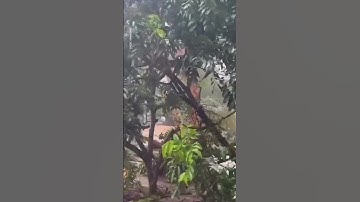 Heroic Boaties Save Man From Tree Amid Record-Breaking Qld Floods | 10 News First