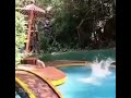 Monkeys jumping in the pool   monkeyanimalsfunnymonkeycutemonkeymonyetmonofunny