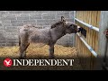 Four donkey foals born after abandoned mares thrive in sanctuary home