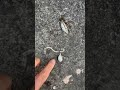 キタマクラ幼魚が沸いています。サビキ仕掛けでいくらでも釣れます。釣りたい人はいないと思いますが(笑)。これもフグ同様おなかが膨れます。