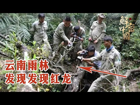 云南深山发现巨型红龙，专家雨林诱捕，终于抓住一大条【绿野中国】