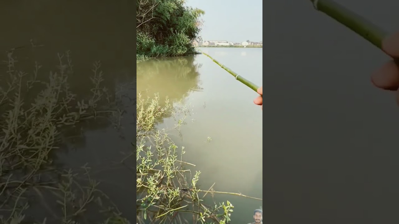 New bait for carp fishing rohu catla mirgal tilapia easy bait fishing fishing tips and tricks