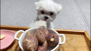 I Picked Out These Sweet Potatoes !