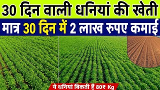 धनय क खत कब कर Dhaniya Ki Kheti धनय क बवई कब करCoriander Harvestingdhaniya