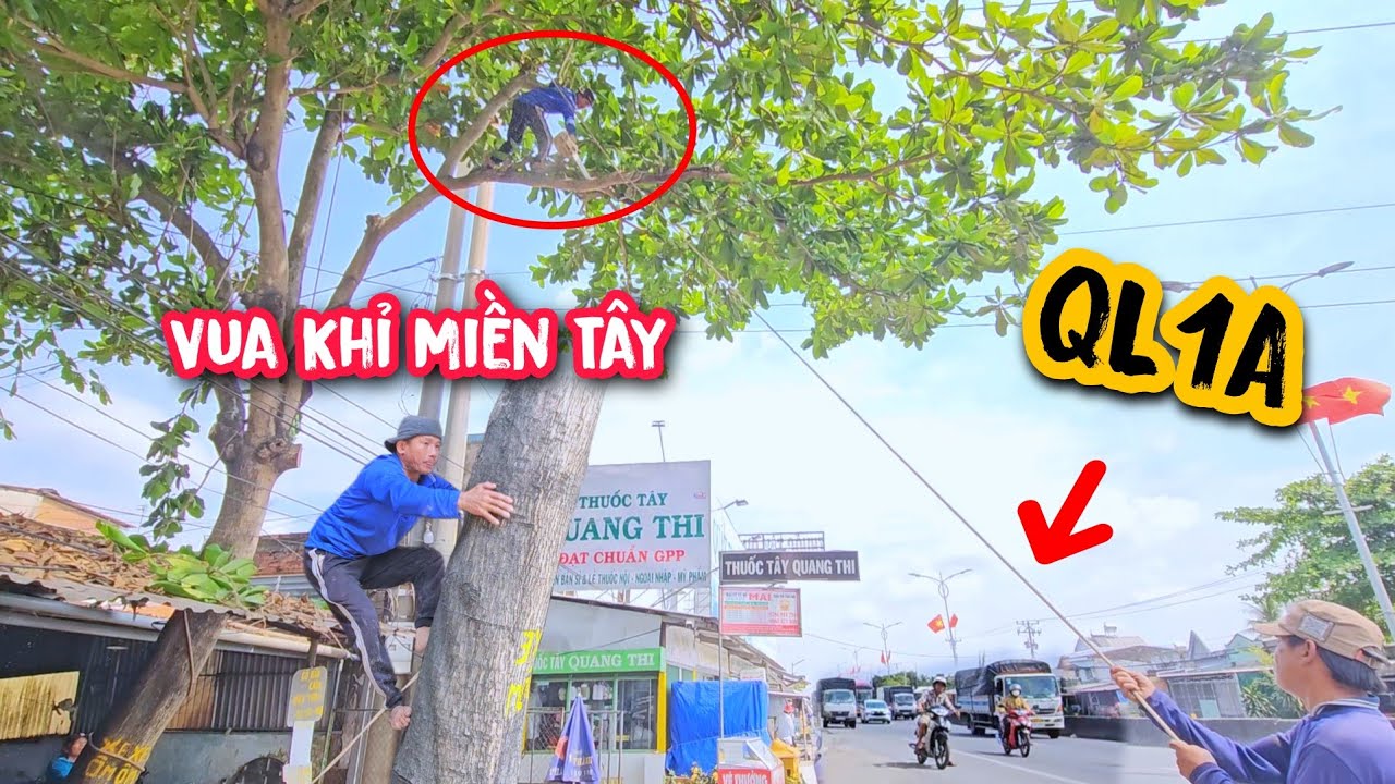 Vua Khỉ cưa hạ gốc cây bàng nhớt nằm cạnh QL1A.