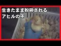 「人道的な」農場で生きたまま粉砕されるアヒルの子【鴨肉/アヒル肉/ダウン】