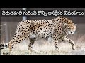 చిరుతపులి కోసం కొన్ని ఆసక్తికర విషయాలు/About cheetah in telugu/LIFE ON EARTH Telugu