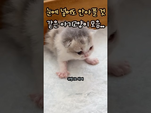 눈에 넣어도 안아플.. 짠내나게 귀여운 아기고양이 모음 ㄷㄷ
