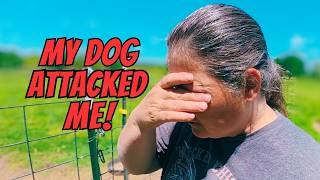My Livestock Guardian Dog Turned on Me!