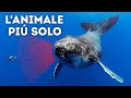 La Balena più Sola del Mondo
