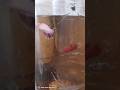 Big female pregnant betta fish 2024❤️ [ agressive female betta ] betta fish love