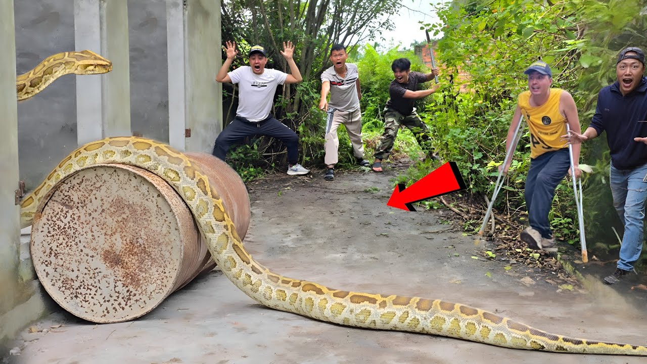 king python89 | brave hunter catches giant pythons,... Brave Hunter Rescues Young Man From Giant Python and 100 Dragon Snakes ...