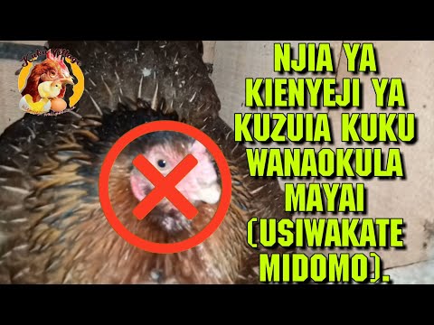 Video: Jinsi Ya Kuweka Kuku Kwenye Mayai