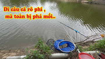 Câu cá rô phi, và cái kết đắng ngắt !