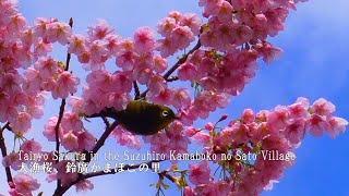 Tairyo Sakura in the Suzuhiro Kamaboko (fish cake) no Sato Village by Japan Travel Walk 2,044 views 3 months ago 17 minutes