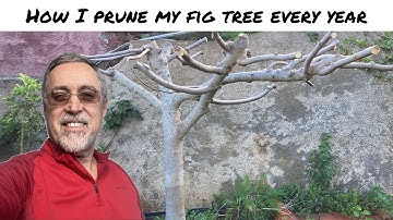 Pruning my fig tree (Part 1/4)