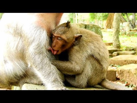 baby monkey pet stores Look So Pity ! Look So Hungry ! Even Close Eyes Baby Timo Try get milk Till like this .
