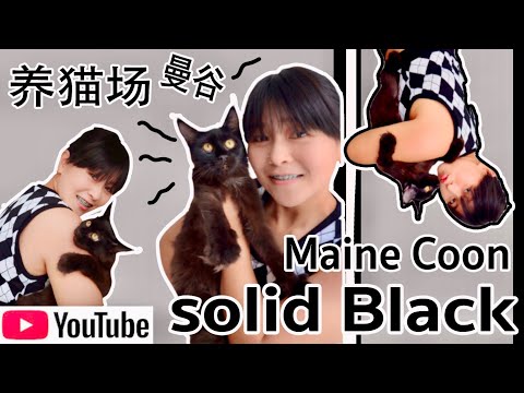 EP.68 养猫场 I Maine coon solid black l แมวเมนคูน สีดำl พีทผิงผิง l曼谷