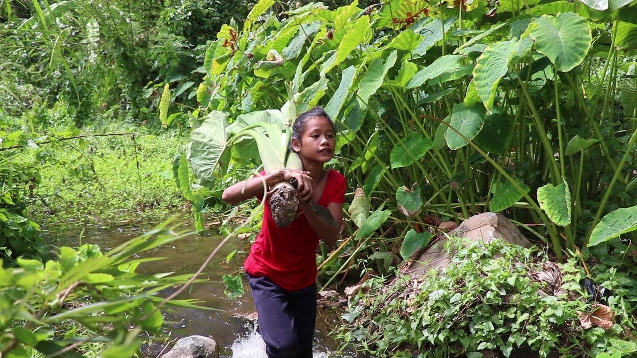 My Natural Food: Finding big taro to cook for eat - Cooking big taro ...