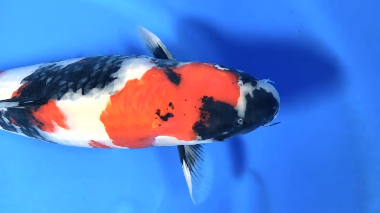 [Аукцион живых карпов кои ранней весной 2026 года] Представляем вашему вниманию карпа кои, выстав...