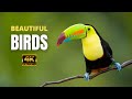 Beautiful birds  4k  ultra