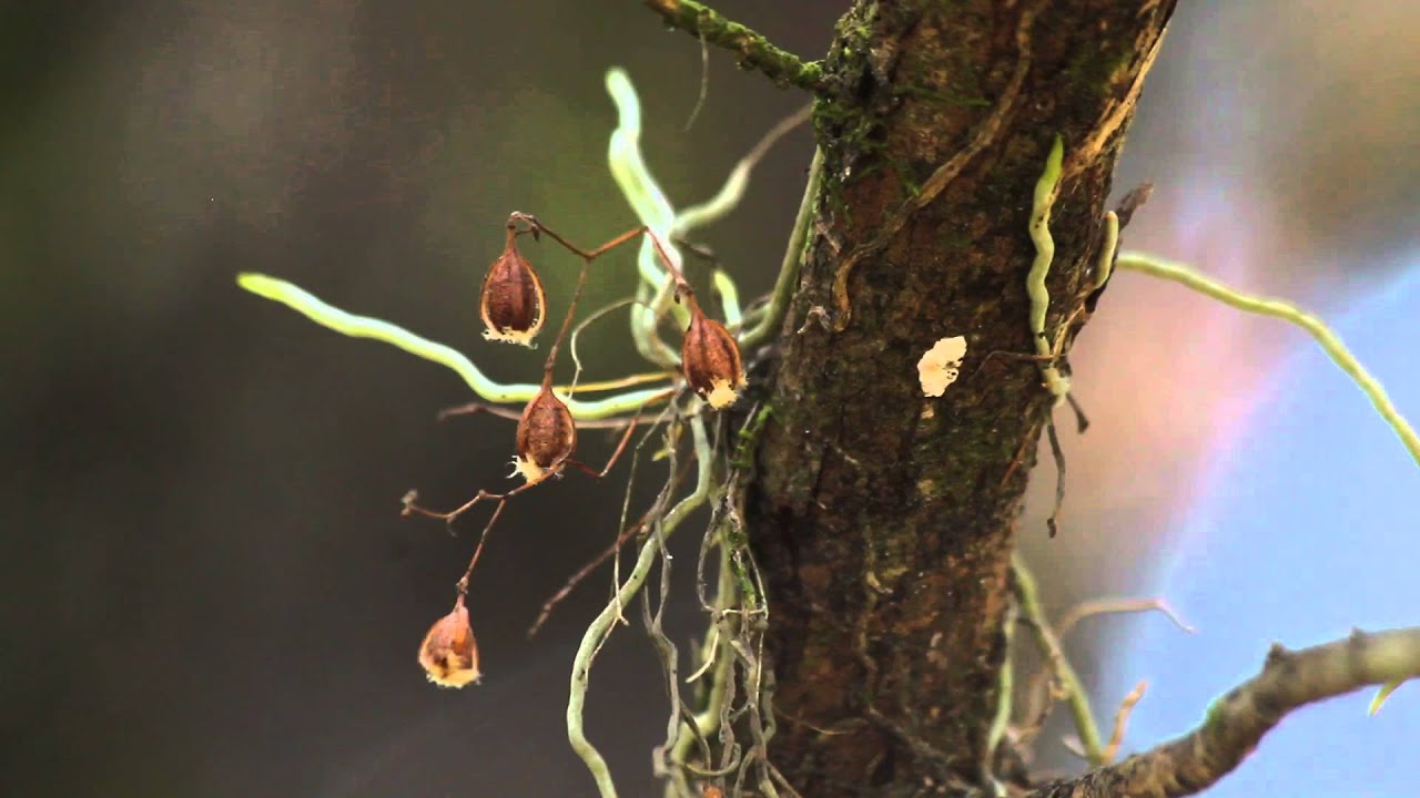 Hunting for Jingle Bell Orchids YouTube