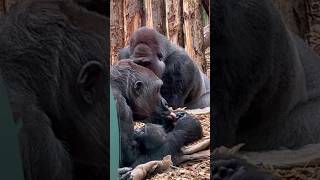 Baby gorilla enjoys his mom’s love 💕😍. London Zoo