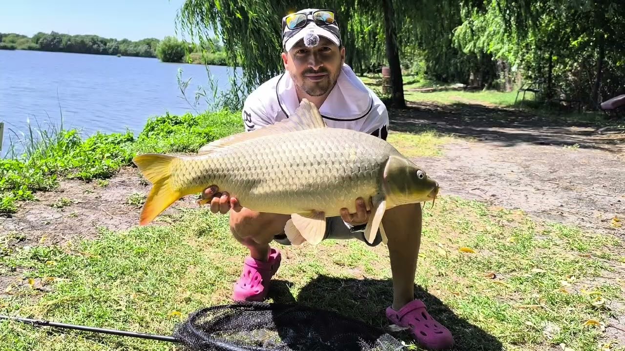 Crapi mari la un singur feeder. Pescuit simplu și eficient