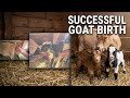 FULL goat birth process | Texas ranch reality