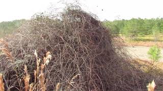 Strange Florida Structure Bigfoot Nest