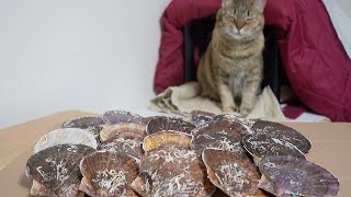 愛猫と一緒に大量の帆立を食べてみた｜ふるさと納税｜100均調理器具｜＃25