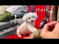 家族大集合！バァバとジィジに大はしゃぎする愛犬。。