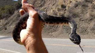 Colt Handles a Rattlesnake