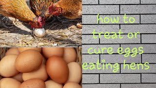 cure of egg eating hen ( ande piny wali murgi ka ilaj)