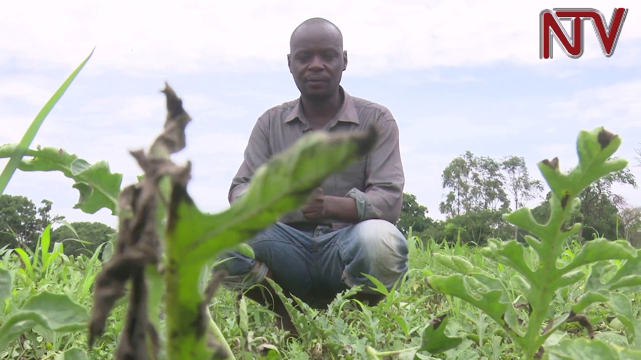 Lima, lunda, gaggawalal: Yiga bwebalima watermelon ezirugavu