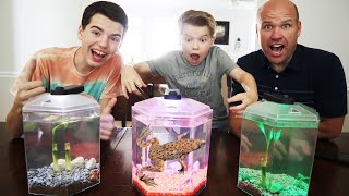 We Got New Pet Frogs!! They Are So Cool!