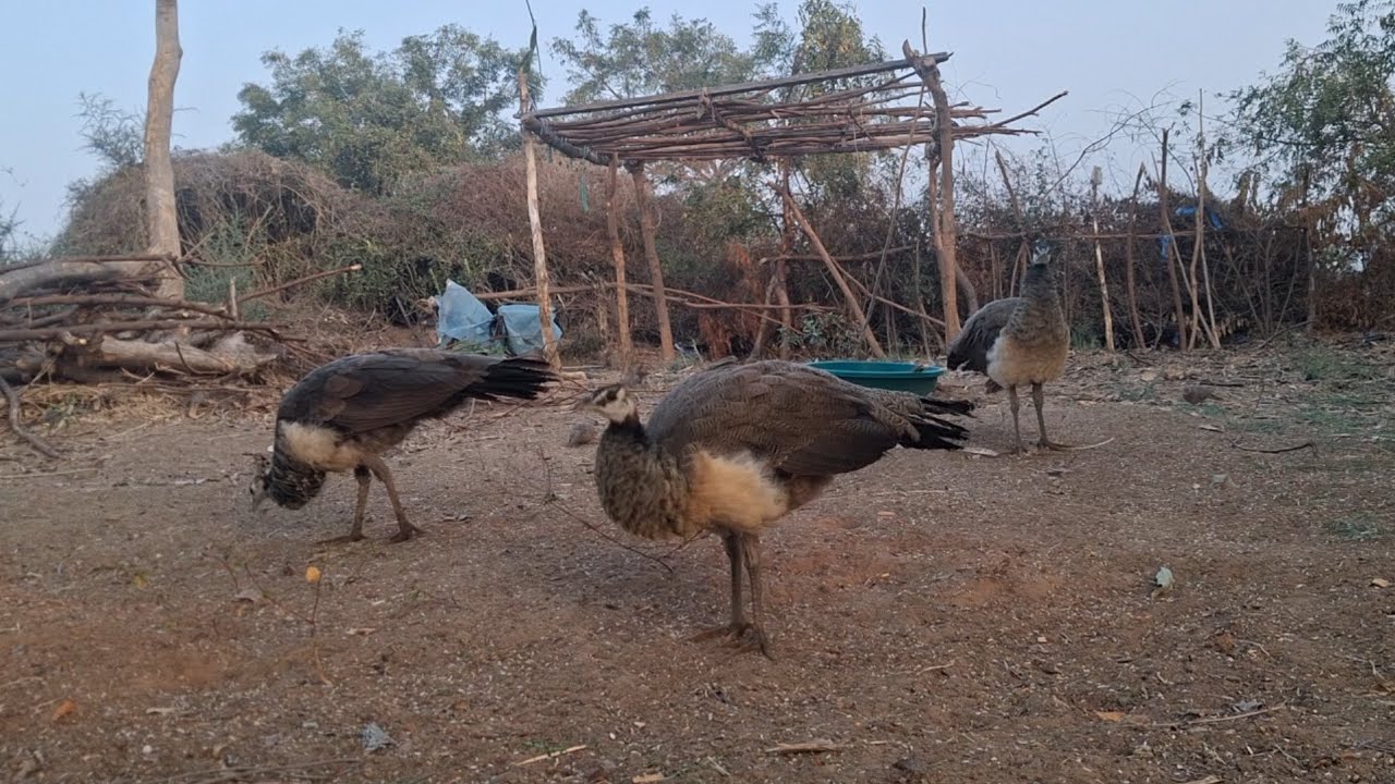 Indian Peafowl Birds Voice Sound Family/ Peacock 3 Real Bird's Nature Village Life/ #birds #peafowl 