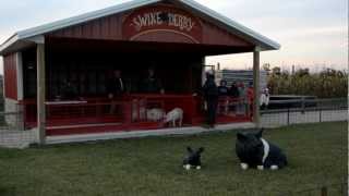 Pig Races at Gobbert's Pumpkin Patch 2012