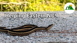 An Epic Day Of Herping Eastern North Carolina