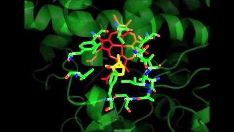 Detection of substrate-dependent conformational changes in the P450 fold by nuclear magnetic