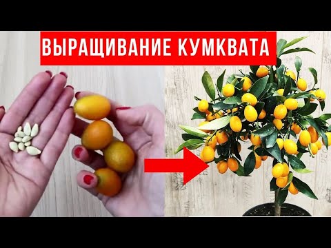 Видео: Кумкуат растат ли на Хавай?