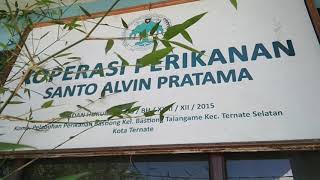 Export Tuna Loin Fresh Maluku Utara