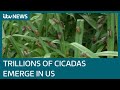 Trillions of cicadas emerge from the ground in US for first time in 17 years | ITV News