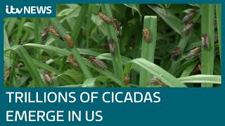 Trillions of cicadas emerge from the ground in US for first time in 17 years | ITV News