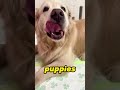 The dog carried off the kitten